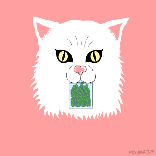 cats weed GIF by HuffPost