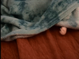 giphy.gif