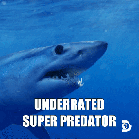 Discovery Channel Travel GIF by Shark Week