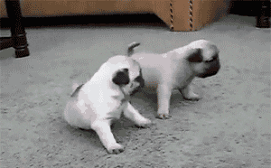 Baby Animals Dog GIF