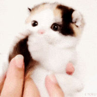Kitten Eating GIF