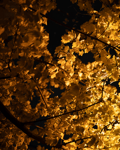 Autumn Herbst GIF