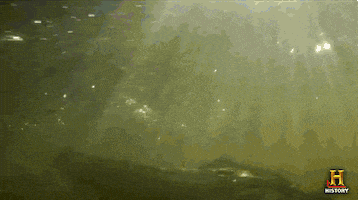 swamp people surprise GIF