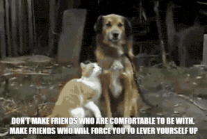 Friend GIF