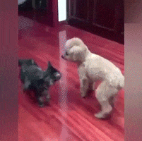 cats and dogs GIF by JustViral.Net
