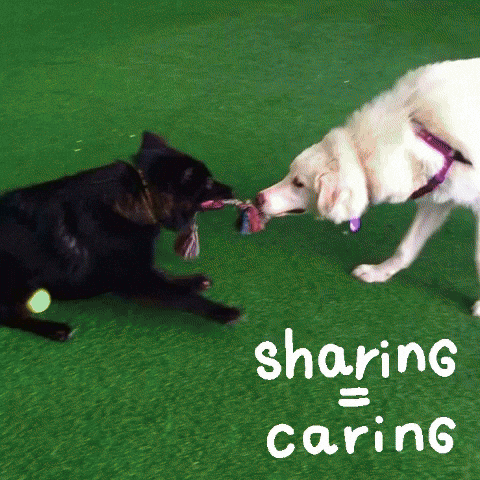PeninsulaHumaneSocietySPCA dogs sharing shelter sharing is caring GIF