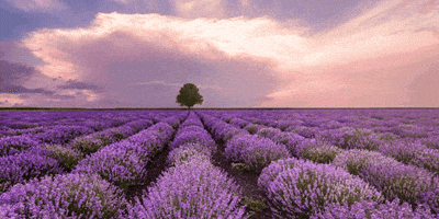 Business Consultant GIF