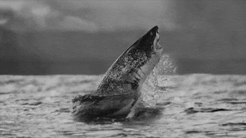 Black And White Discovery GIF by Shark Week