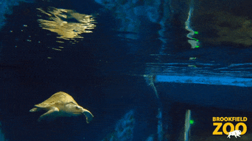 Ocean Swim GIF by Brookfield Zoo