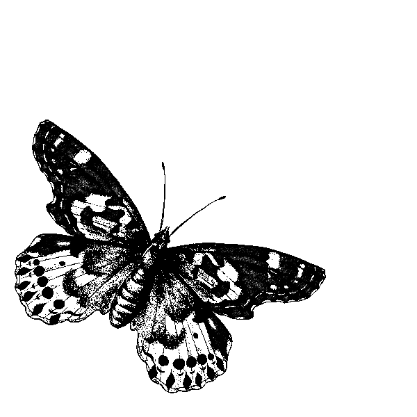 Art Butterfly Sticker
