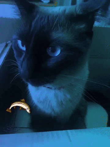 Ju Cat Cosmeticos GIF