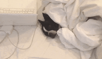 Cute Lol animated GIF