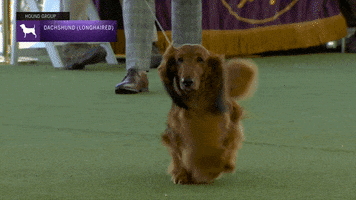 Happy Dog Show GIF by Westminster Kennel Club