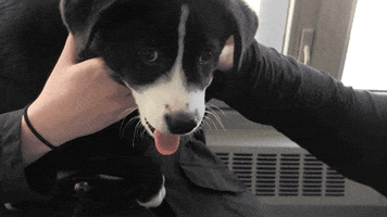 puppy therapy GIF by Laurentian University