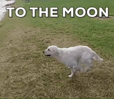 To The Moon Dog GIF by OKX