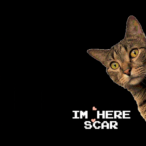 Cat Car GIF by HuellitasMovil
