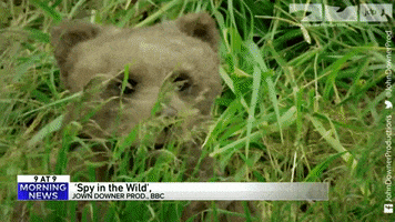 Bears GIF