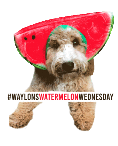 Dooditswaylon Sticker by AshEv