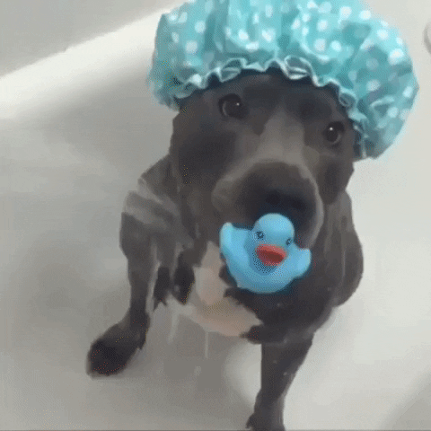 Heres My Favourite Pitbull Gif To Brighten Everyones Day GIF