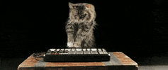 Video gif. A fluffy cat plays a synthesizer.