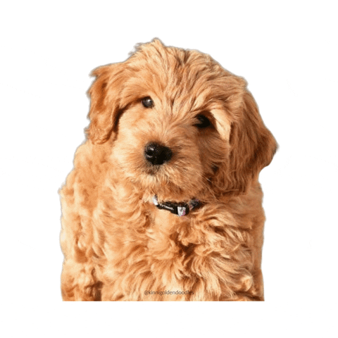 Kinnickinnic Goldendoodles GIF