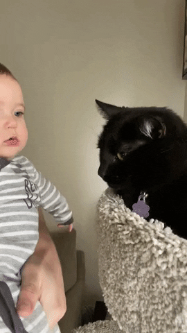 cat baby adorable GIF
