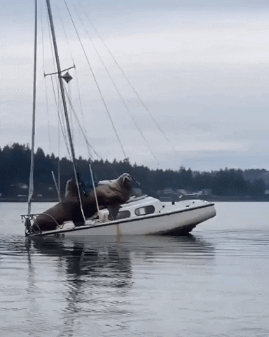 Video gif. Two large walruses weigh down a small sailboat floating in the water.