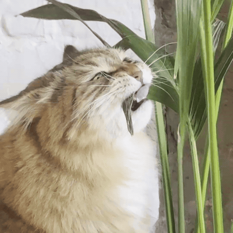 Spooky’s Kiosk GIF