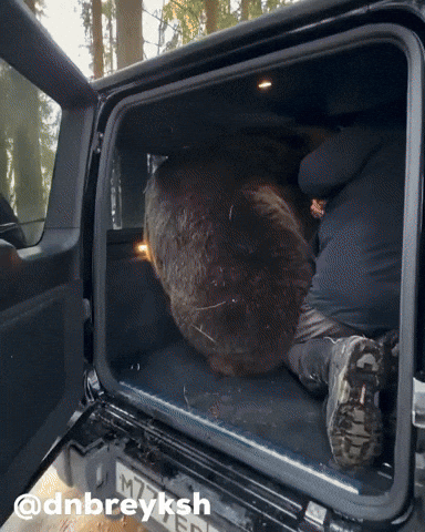 Bear Russia GIF