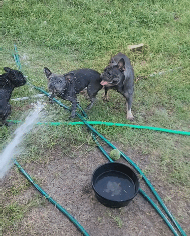 French Bulldog GIF