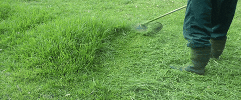 fresh cut grass