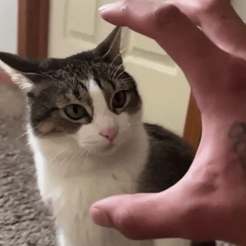 Cat Car GIF
