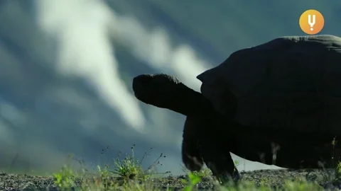 Turtle Sneaking Out GIF by Curiosity Stream