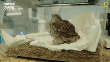 National Geographic Baby GIF by Nat Geo Wild