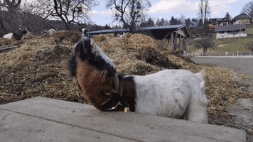 Ponyhof KlippKlapp GIF