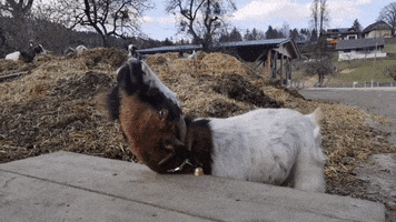 ponyklippklapp animals animal goat tier GIF