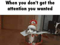 i need attention gif