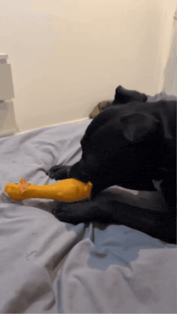 Dog GIF