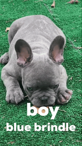 Happy GIF