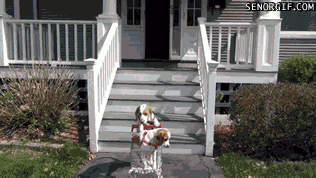 funny gif GIF by Cheezburger