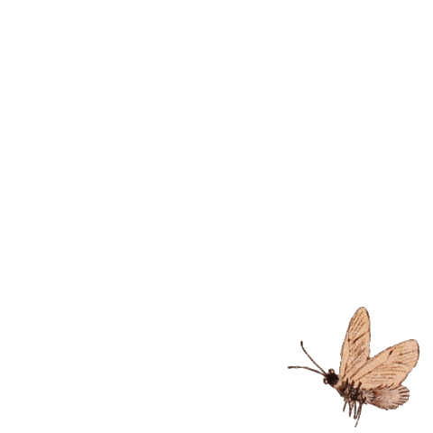 Aerin Beauty Sticker