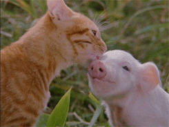Movie gif. In a scene from "The Adventures of Milo and Otis," a tabby cat vigorously licks the head of a piglet who seems to be enjoying the cleaning process.