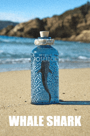 Whale Shark GIF by The Sea is Life Poseidon GIn