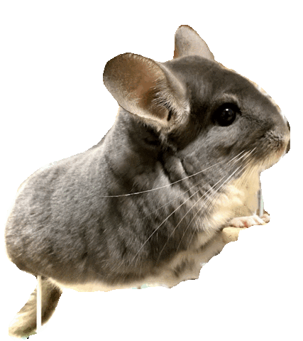 Chinchilla Sticker by potachinroom