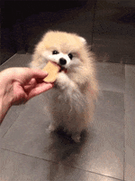 moving doll pomeranians