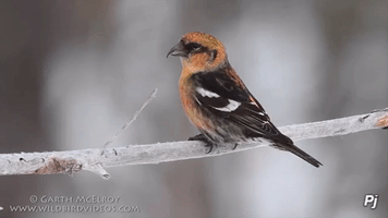 panajan animal bird beautiful forest GIF
