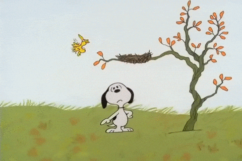 Woodstock Gif By Peanuts Find Share On Giphy