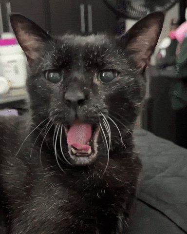 Black Cat Yawn GIF