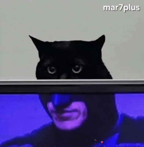 Funny Cat GIF