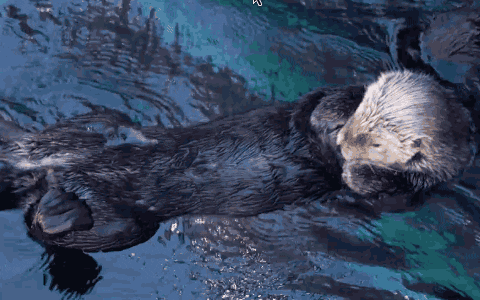 Otter Fur GIF by PBS Digital Studios - Find & Share on GIPHY
